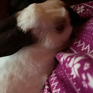 Meet your Posher, Davida